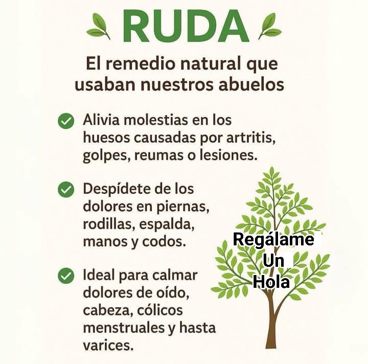 Remedio Ruda Propiedades Curativas De La Ruda Para Sanar Tu Cuerpo