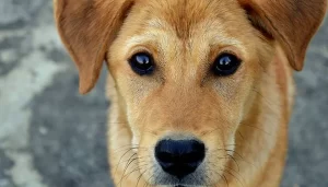mirada fija de un perro